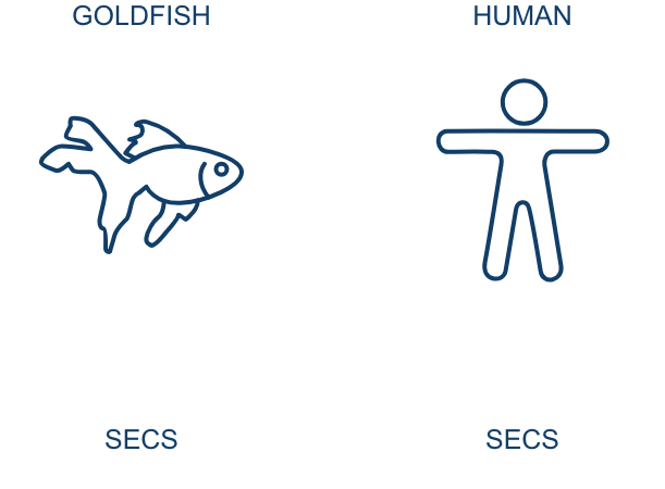 Graphic depicting the attention span of goldfish in comparison to humans